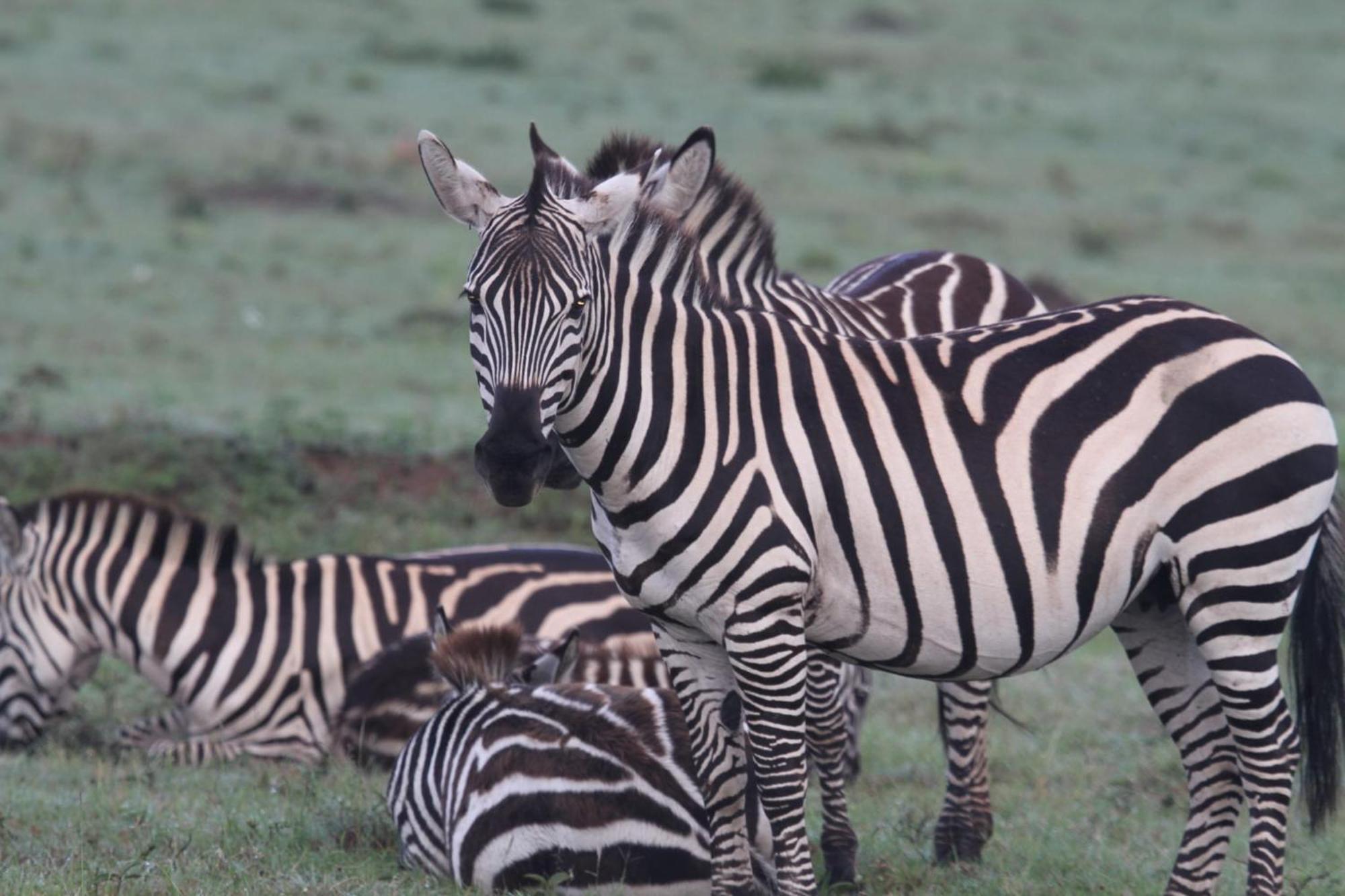 Ilkerin Camp Maasai Mara Bed & Breakfast Sekenani Bagian luar foto